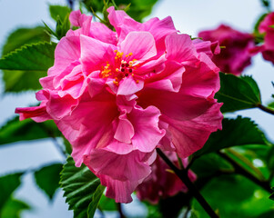 Big Pink Triple Tropical Hibiscus Flowers Easter Island Chile