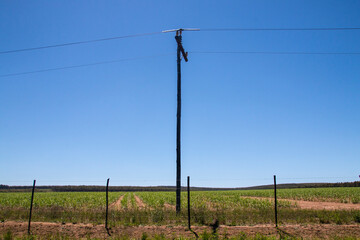 Fototapeta na wymiar Newly Planted Sugar Cane Field Against Clear Blue Sky