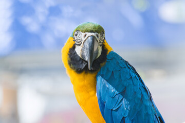 Bird Blue-and-yellow macaw standing on branches 