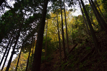 Fototapeta premium 杉林の奥の黄葉