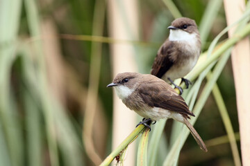 Swamp flycatcher (Muscicapa aquatica) seated on the stem reed. A pair of flycatchers sitting in the greenery.