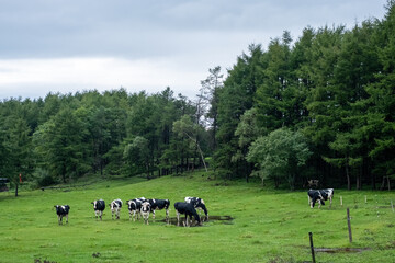 View of herd of cows grazing in a meadow