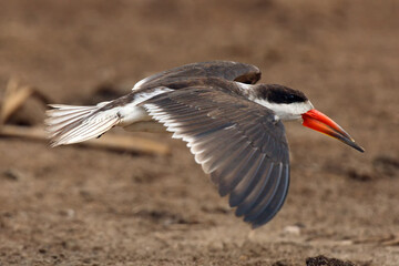 The African skimmer (Rynchops flavirostris), portrait of a flying bird A large African skimmer with a red beak sails over a brown swampy ground.