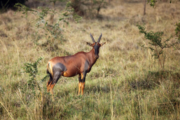 The common tsessebe or sassaby (Damaliscus lunatus lunatus) standing in the bush