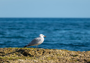 A seagull on a rock in the Mediterranean near the eastern Spanish city of Torrevieja in autumn. It's a sunny afternoon with deep blue water.