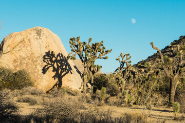 Joshua Trees in California, Moon in Background