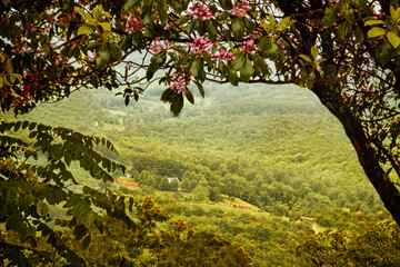Summer view from a Blue Ridge Parkway overlook
