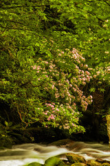 Spring flowers in the Smoky Mountains hang over a river