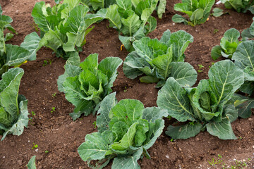 Ripe cabbage growing in the garden. High quality photo