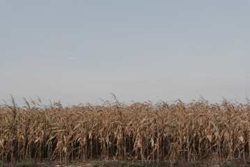 Ripe corn field in cloudy weather. Beautiful autumn farm background.