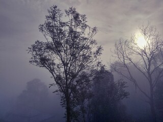 Plakat trees in fog