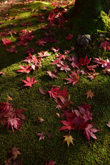 苔の上に落ちたモミジ