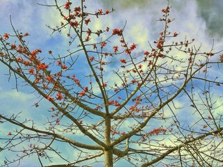branches of a tree in winter