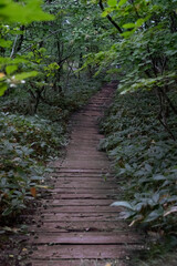 Wood-planked footpath in the woods