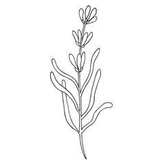 Botanical illustration