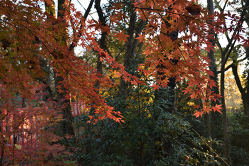 参道の紅葉