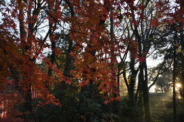 Obraz premium 参道の紅葉