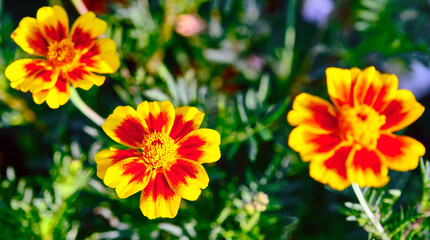 Obraz na płótnie Canvas Marigold or Tagetes patula flowers in soft sunlight; widely used in folk medicine as well as a source for the production of a plurality of pharmaceuticals
