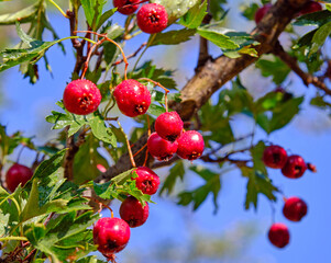 Ripe hawthorn fruits in the autumn season at sunset on the background of blue sky; the concept of health maintenance
