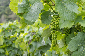 Close up of raw white Wine grapes from german Region Moselle Winningen