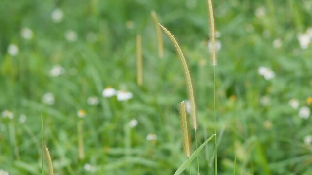 brown grass flower in the wind with white flowres bokeh on blue green weed leaves field nature background
