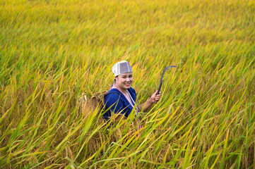 Naklejka na ściany i meble space woman farmer with paddy rice on rice terrace 