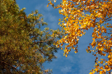 pine tree on blue sky background