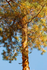 pine tree on blue sky background