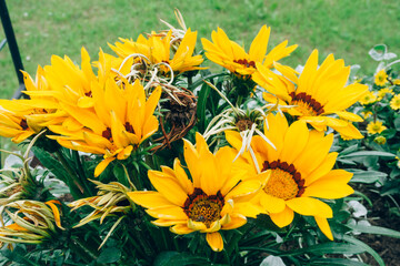 Bright yellow rudbeckia or Black Eyed Susan flowers