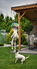 Jack russell terrier jump © Bartosz