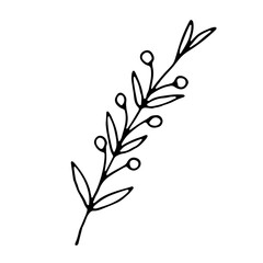 Hand drawn wedding herb, plant