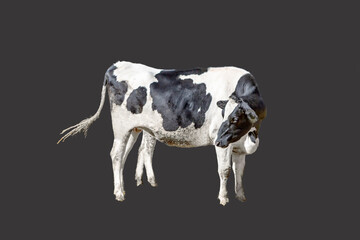 牛の立ち姿、横姿の切り抜き用素材