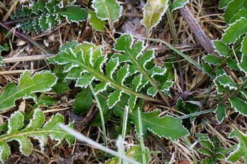 寒い朝の霜が降りた草の葉