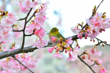 河津桜を訪れたメジロ