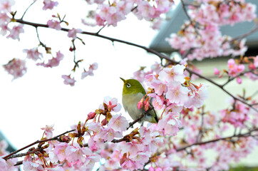 河津桜を訪れたメジロ