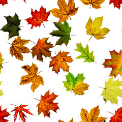 Seamless texture. Colorful maple foliage. Season leaves fall background. Autumn yellow red, orange leaf isolated on white.