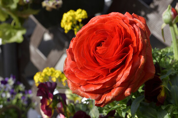 イングリッシュローズ