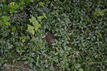 Turtle Hidden in Leaves