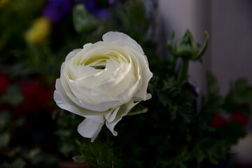 ホワイトマスターピース