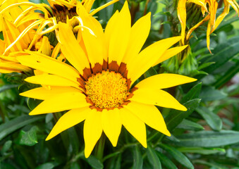 Bright yellow rudbeckia or Black Eyed Susan flowers