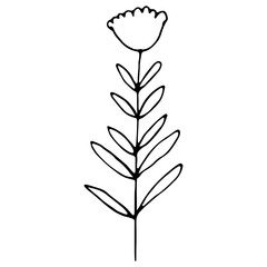 Hand drawn tulip flower isolated on white