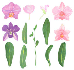Orchid phalaenopsis set watercolor illustration. Beautifull exotic flower in a full bloom with green buds