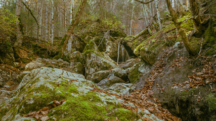 Fototapeta premium A forest landscape in beautiful autumn colors