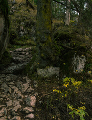 A forest landscape in beautiful autumn colors