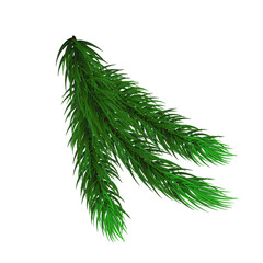 Spruce branch. Christmas tree. Fir branch on an isolated white background.