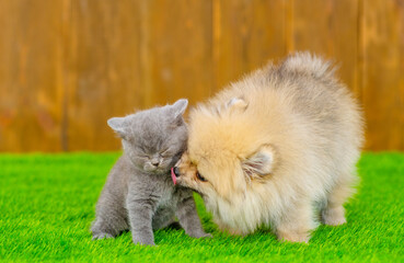 Naklejka na ściany i meble A small fluffy puppy of the German Spitz breed sniffing and licking a fluffy kitten of the British breed sitting next to him on the green grass of the lawn near the house on the background of a wooden