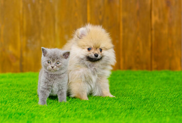 Naklejka na ściany i meble A small fluffy puppy of the German Spitz breed sits next to a fluffy kitten of the British breed on the green grass of the lawn near the house on the background of a wooden fence