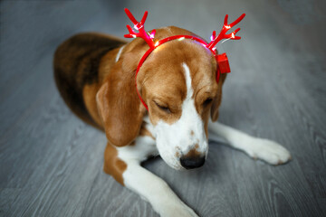 young beagle in red reindeer christmas horns