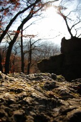 stream in the forest
