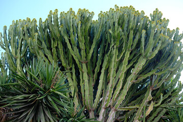 a big old cactus growing for a very long time